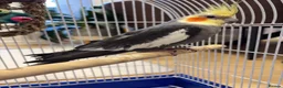 Cockatiels birds for sale: 15 month old male cockatiel - Advert 2