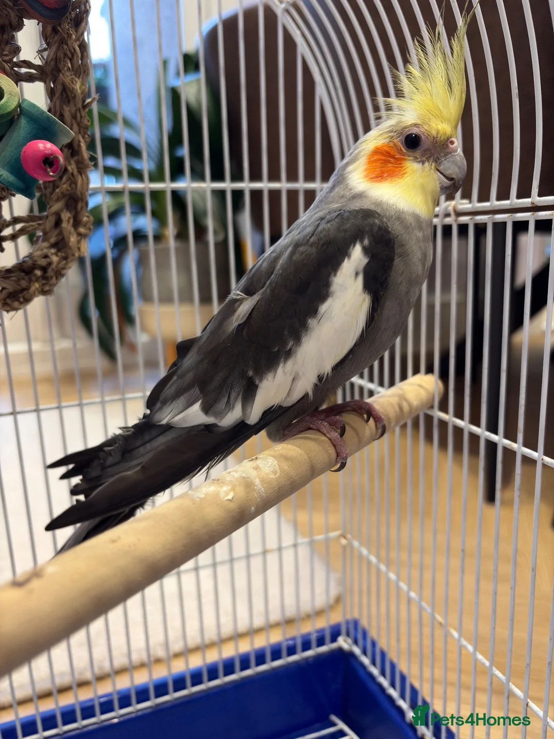 Cockatiels birds for sale: 15 month old male cockatiel - Advert 2