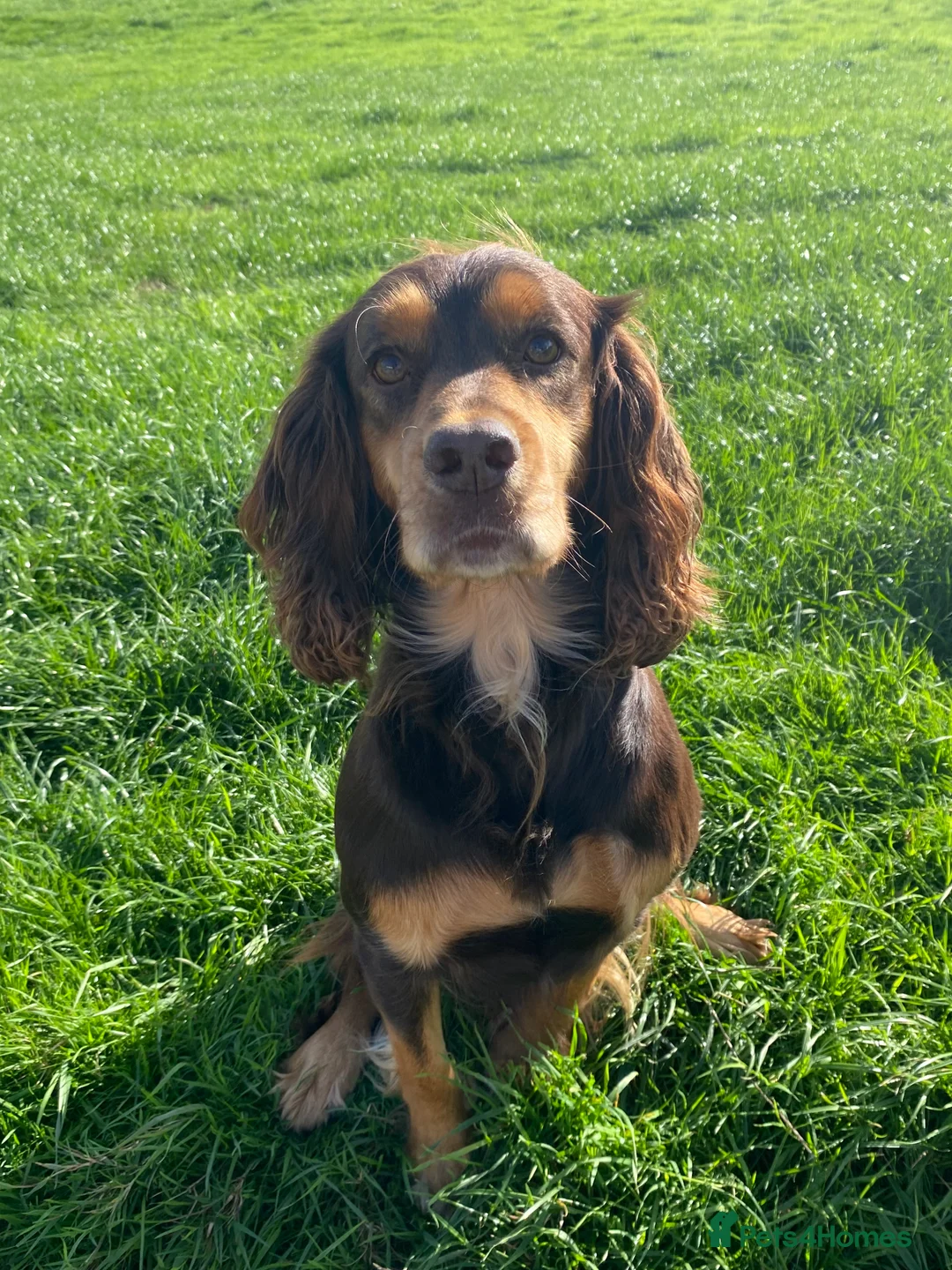 Cocker Spaniel dogs for sale: Cocker spaniel  - Advert 2