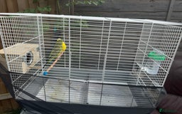 Budgerigars birds for sale: Manchester M43 7NS - Image 3