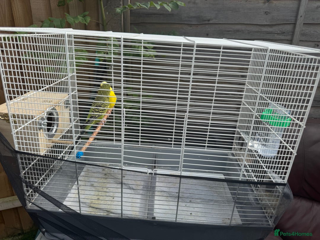 Budgerigars birds for sale: Manchester M43 7NS - Image 3