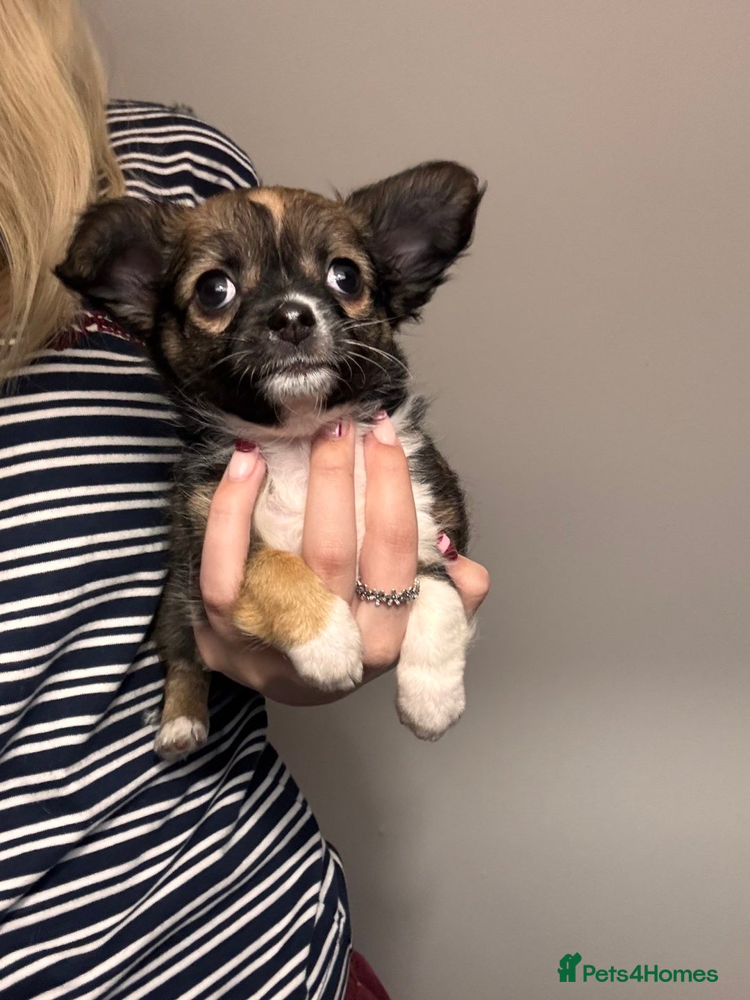 Chihuahua dogs for sale: Ready to leave now 3 beautiful chihuahua puppies - Advert 5