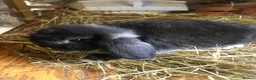 Mini Lop rabbits for sale: 8 week old mini lops for sale  - Advert 1