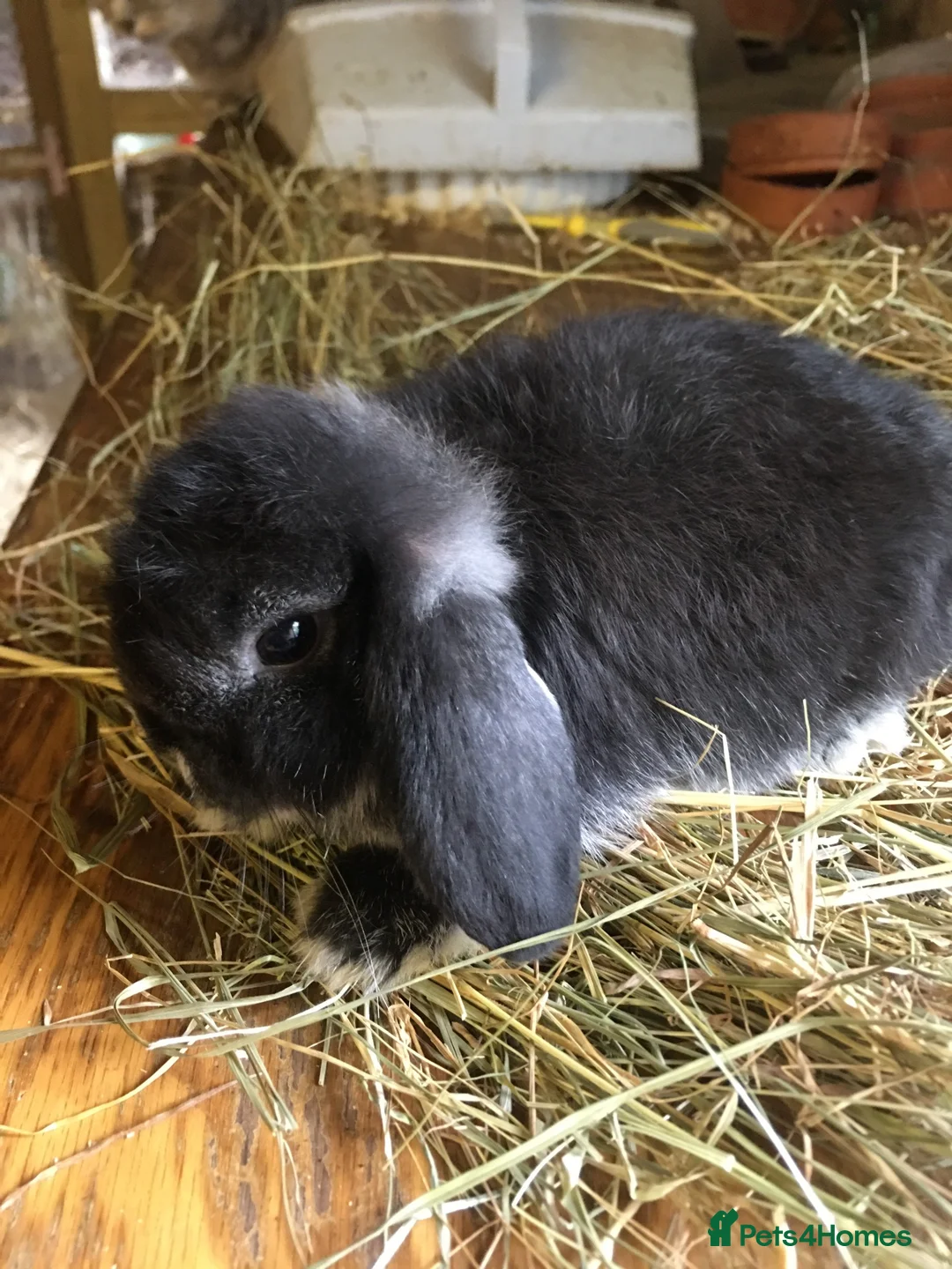 Mini Lop rabbits for sale: 8 week old mini lops for sale  - Advert 1