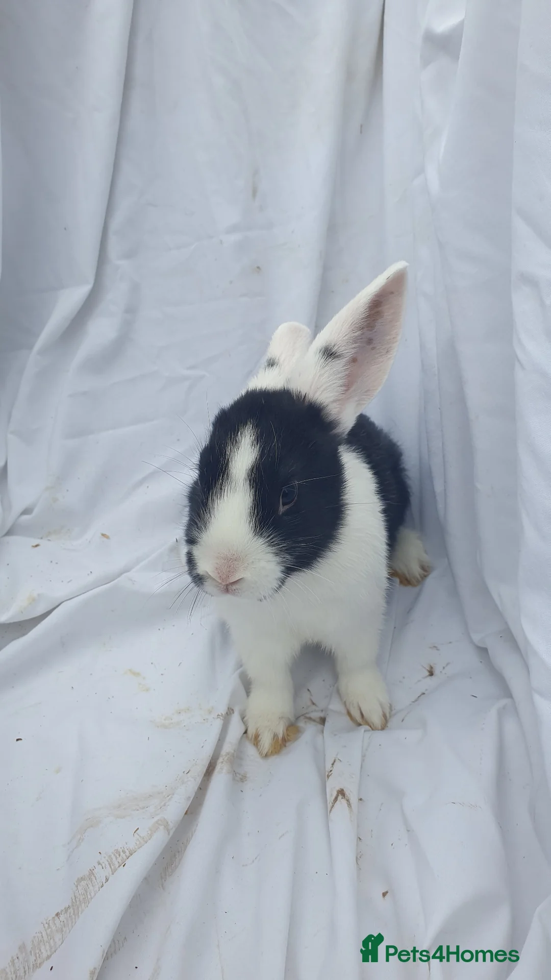 Mixed Breed rabbits for sale: Baby rabbits mini lop  - Advert 2