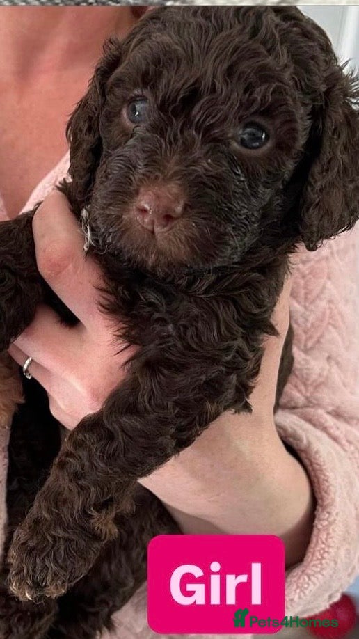 Cockapoo dogs Beautiful merle Cockapoo puppies  - Advert 16