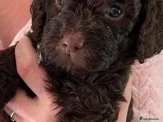 Cockapoo dogs Beautiful merle Cockapoo puppies - Advert 16