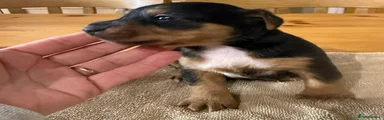 Jack Russell Puppy 1
