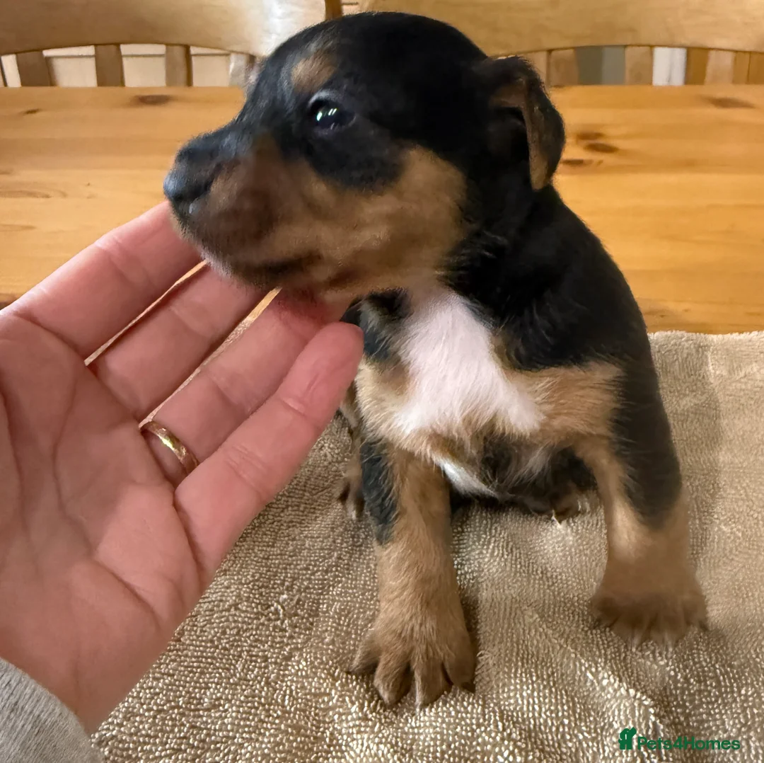 Jack Russell dogs for sale: Jack Russell puppy’s  - Advert 14