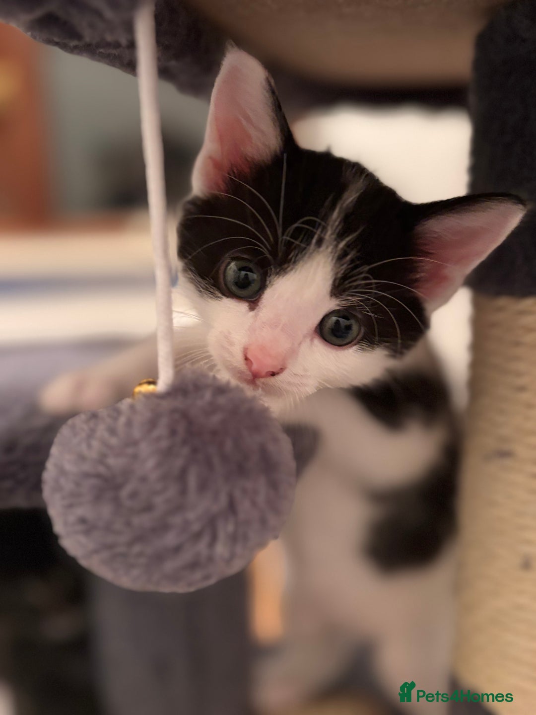 Mixed Breed cats for sale: 5 perfect kittens available  - Image 13