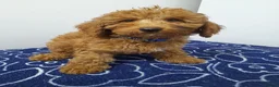 Miniature Poodle dogs for sale: Beautiful miniature poodle puppies ready now - Advert 27