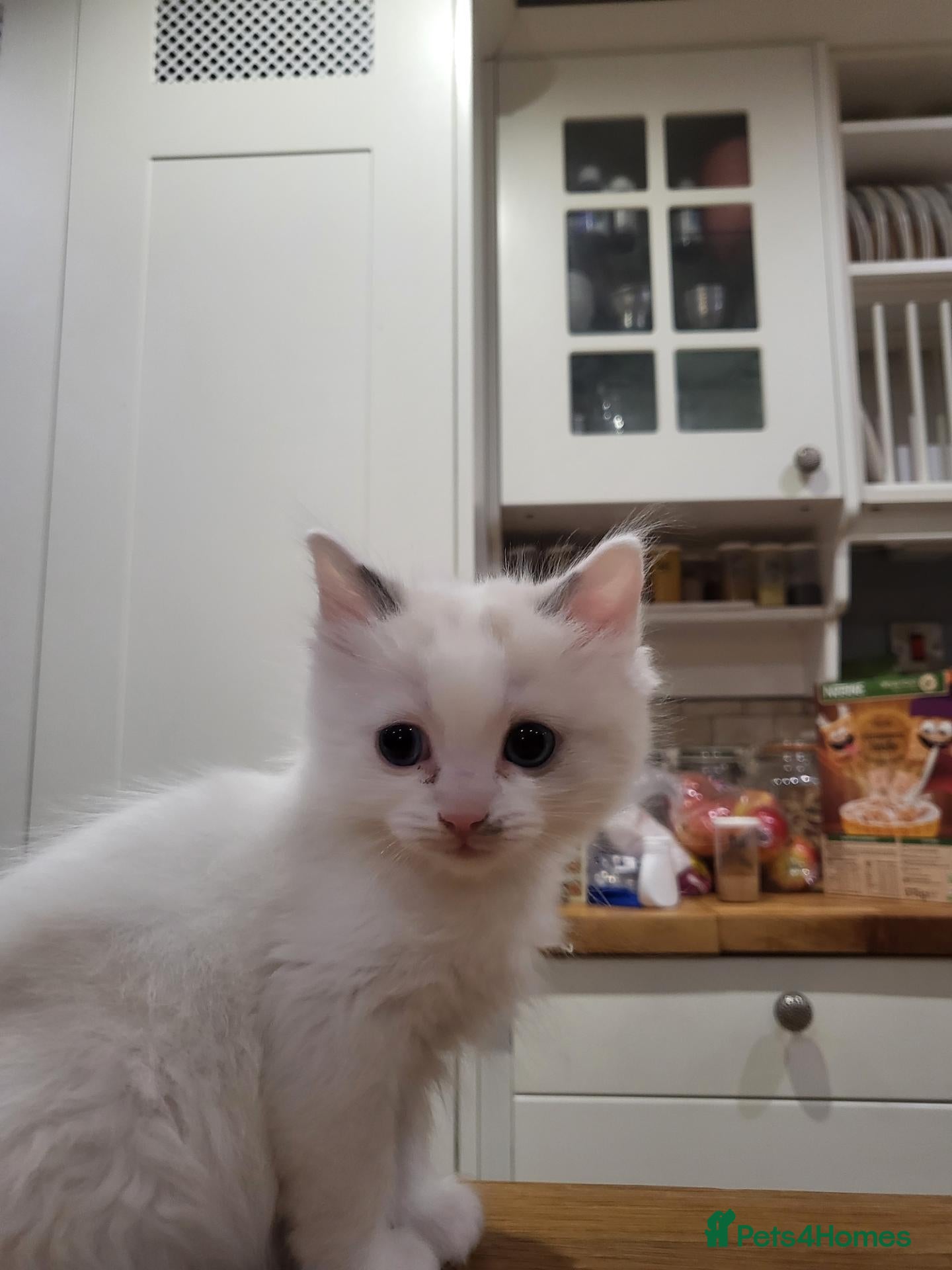 Ragdoll cats for sale: Exceptional pure bred ragdolls - Advert 2