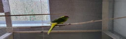 Parakeets birds for sale: Male and female kakariki - Advert 3