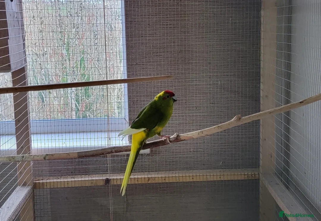 Parakeets birds for sale: Male and female kakariki - Advert 3