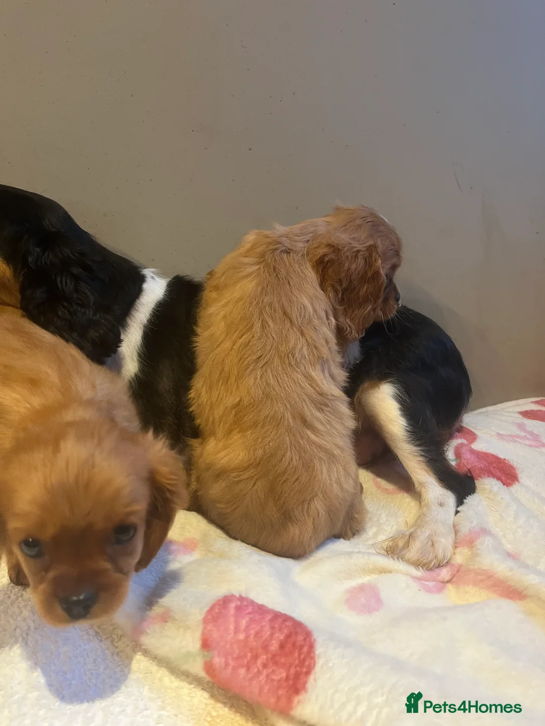 Cavalier King Charles Spaniel dogs for sale: King Charles Cavalier - Advert 4