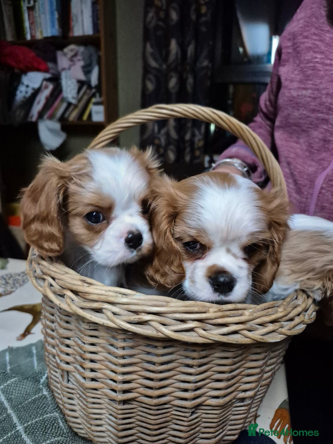Cavalier King Charles Spaniel dogs for sale: Blenheim Cavalier King Charles spaniel puppies  - Advert 3