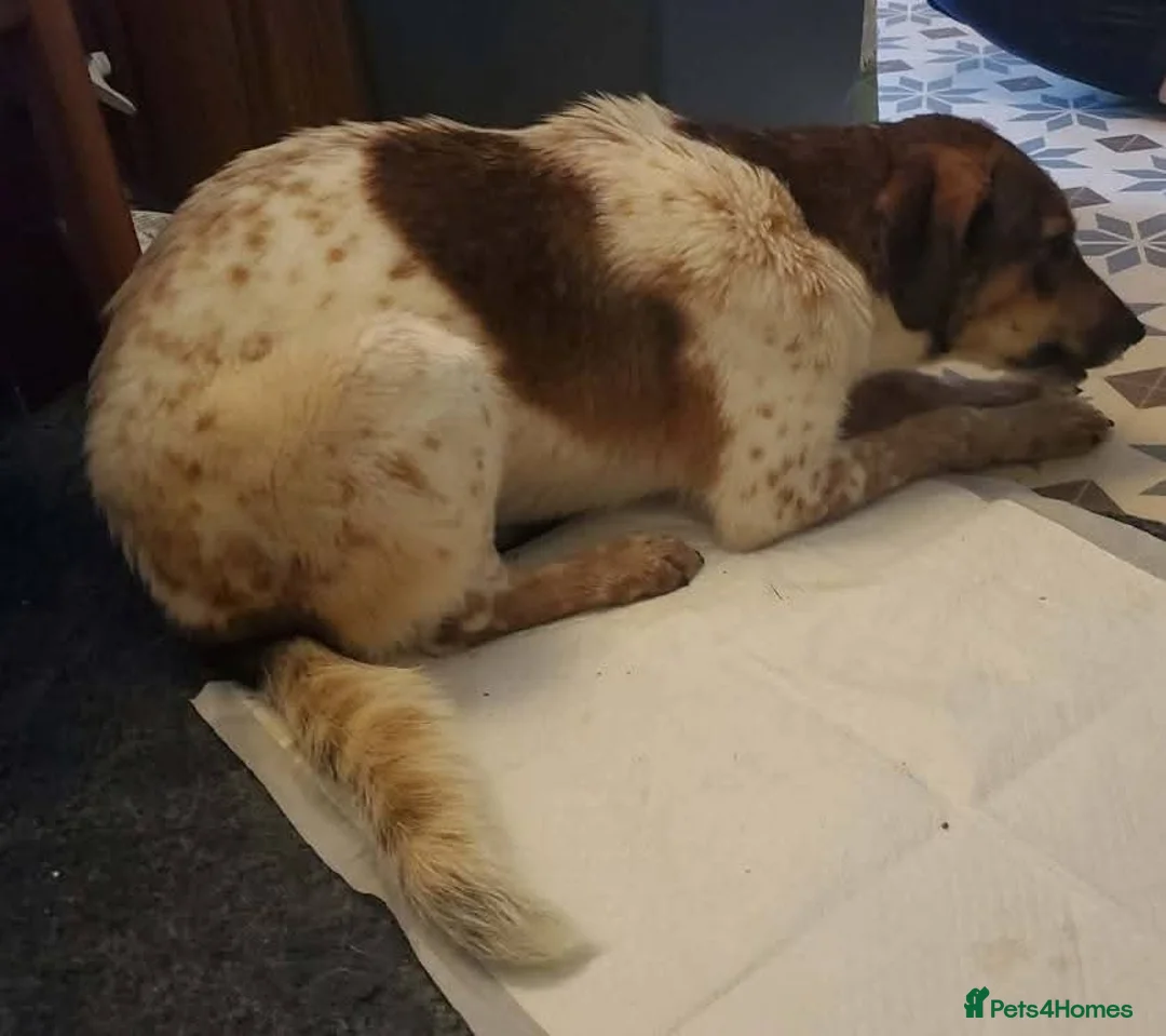 Mixed Breed dogs for adoption: Meet Nell, currently residing in Yorkshire  - Advert 7