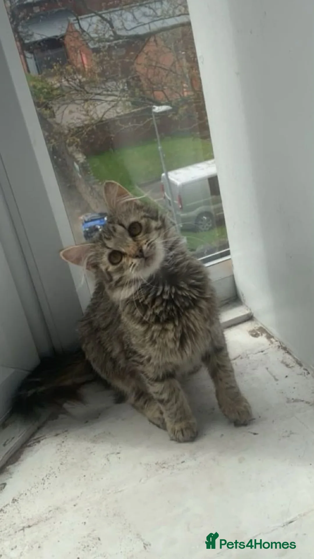 Mixed Breed cats for sale: Female cat looking for her forever home  - Advert 1
