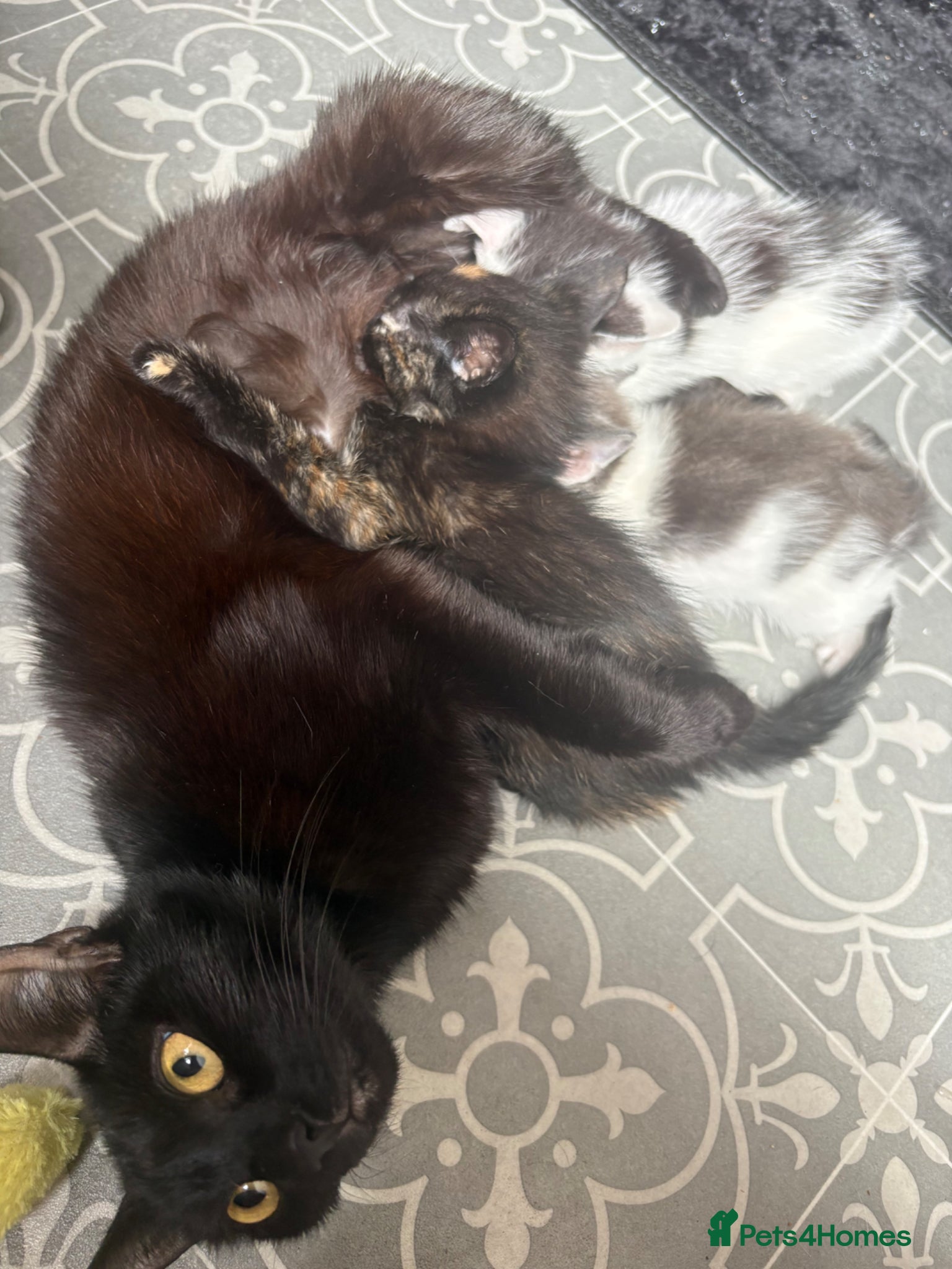Mixed Breed cats Kitten’s for sale - Advert 3
