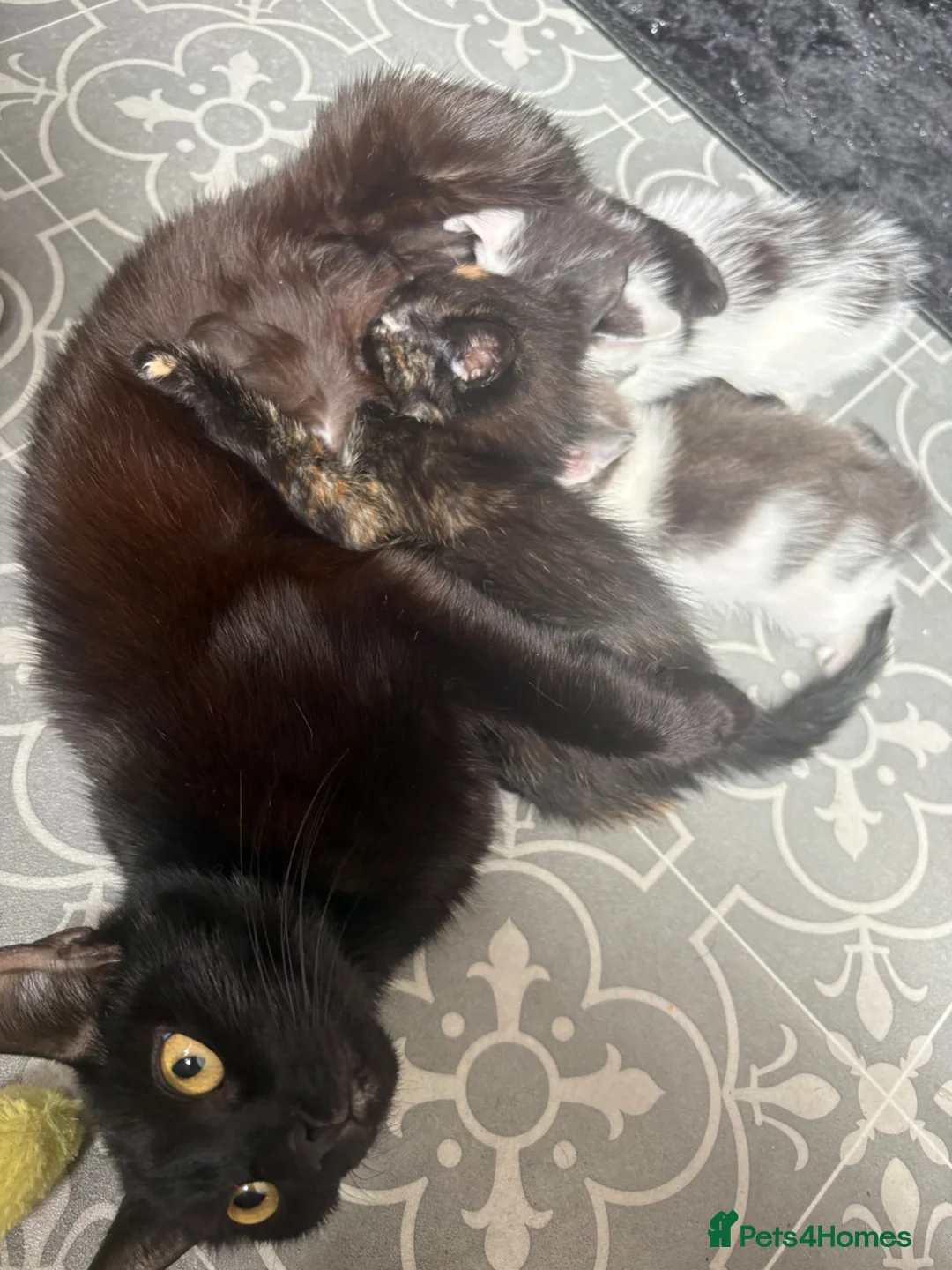 Mixed Breed cats for sale: Kitten’s for sale - Advert 1