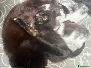 Mixed Breed cats Kitten’s for sale - Advert 3