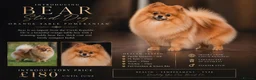 Pomeranian dogs for stud: Czech Republic Pomeranian import - Advert 6