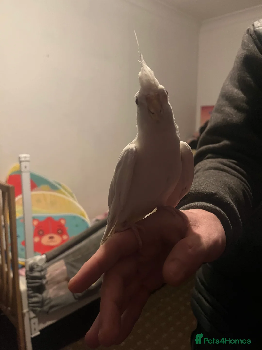 Cockatiels birds for sale: Hand tame cockatiels  - Advert 31