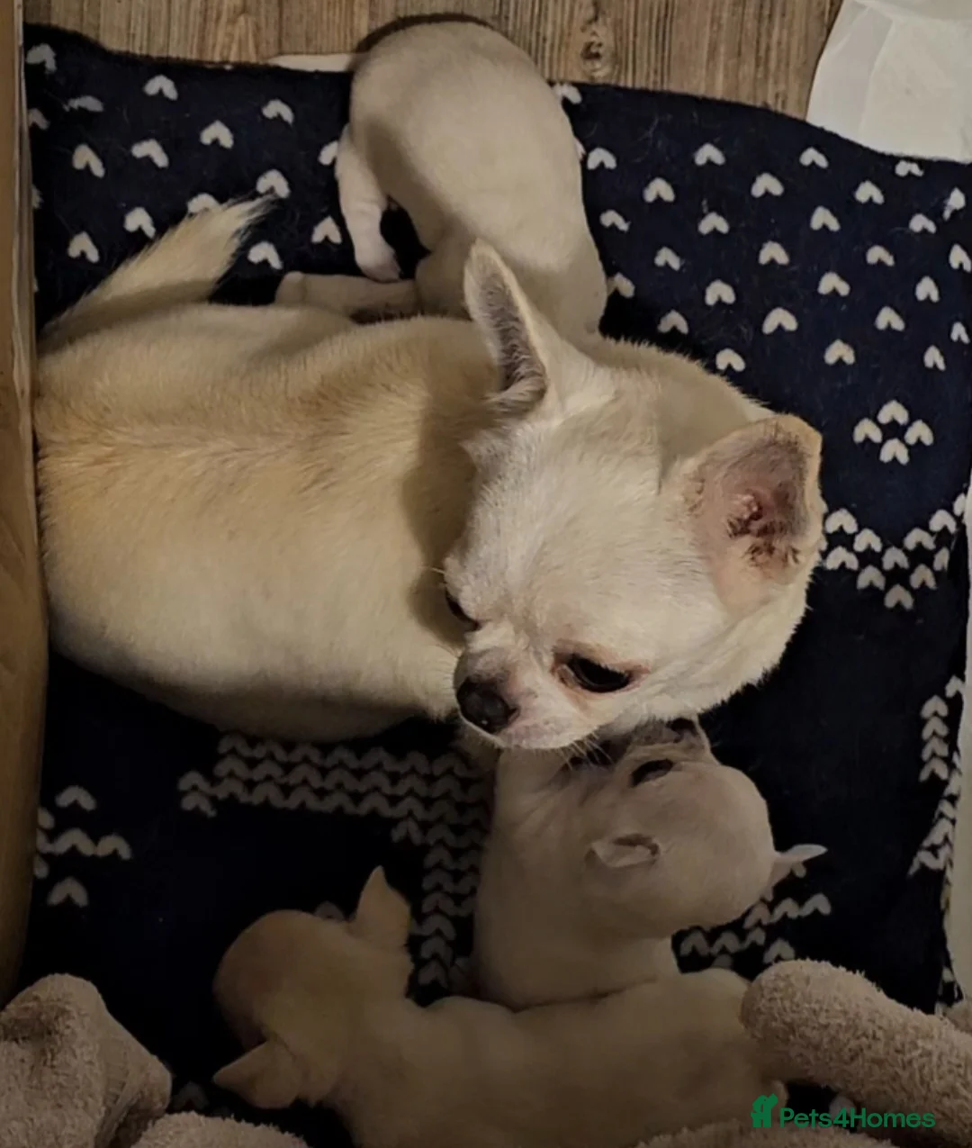 Chihuahua dogs for sale: Chihuahua smooth coat pup, male - Advert 1
