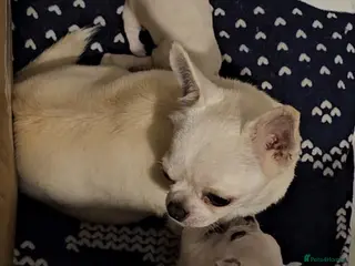 Chihuahua dogs Chihuahua smooth coat pup, male - Advert 1