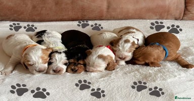 Cocker Spaniel dogs - Advert 1