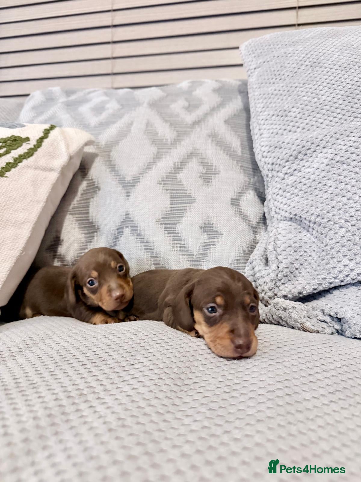 Miniature Dachshund dogs KC registered miniature smooth haired dachshunds - Advert 2