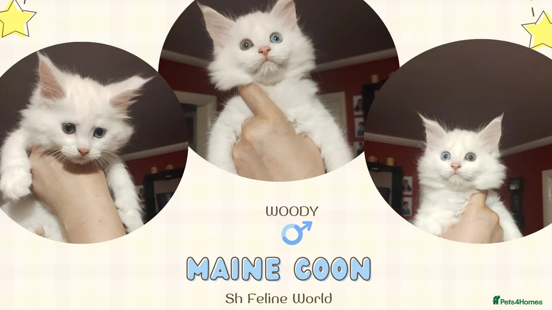 Maine Coon cats for sale: Maine Coon Kittens in Manchester - Advert 6