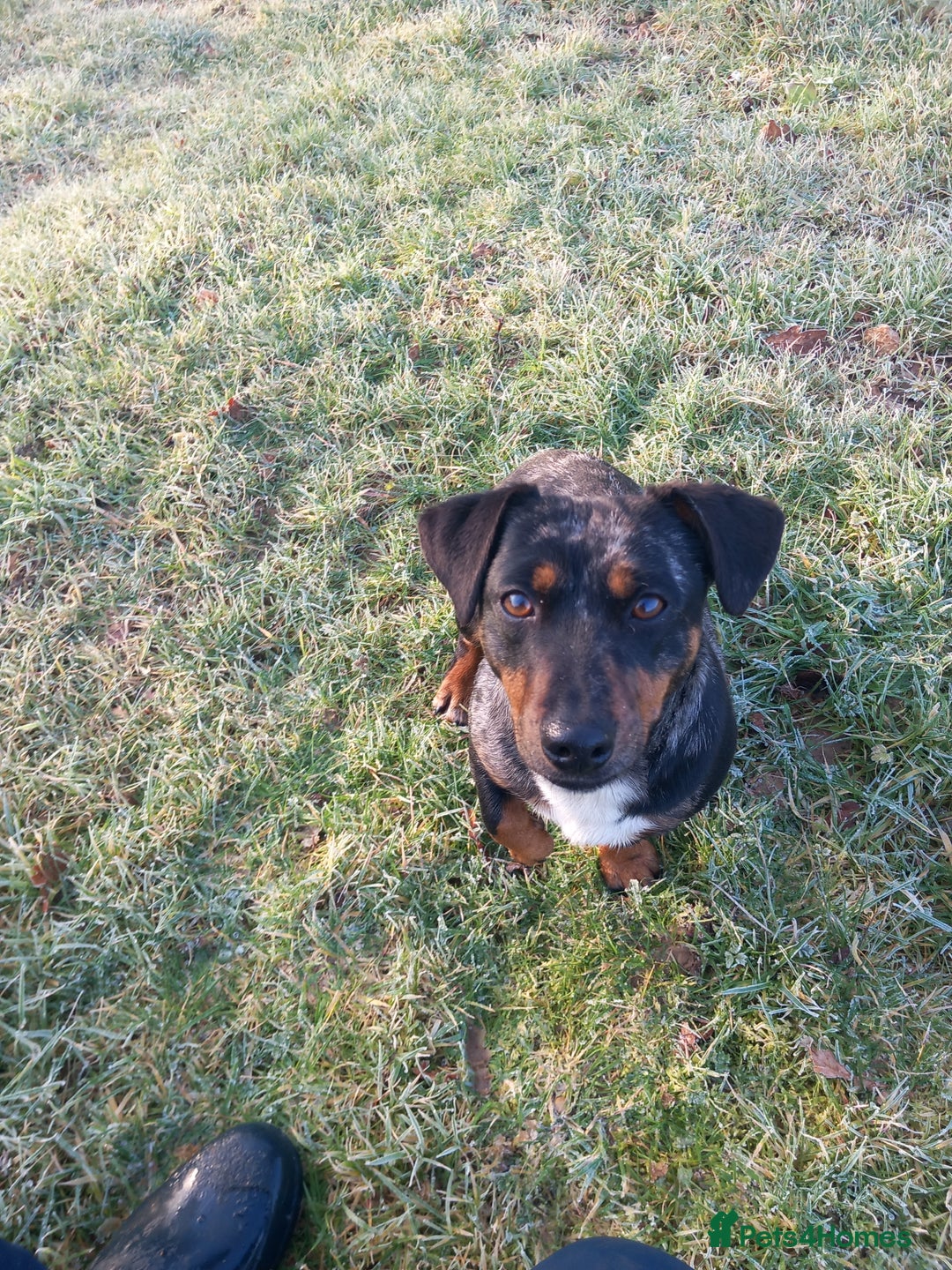 Jack Russell dogs for sale: Beautiful Girl Spayed 2yo Jrt💕🐾 - Advert 1