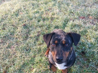 Jack Russell dogs Beautiful Girl Spayed 2yo Jrt💕🐾 - Advert 9