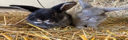 French Lop rabbits for sale: Beautiful Miniature Lop Does - Advert 1