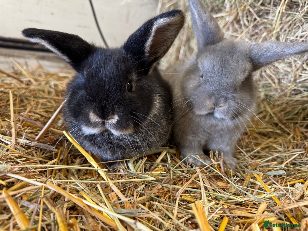 French Lop rabbits for sale: Beautiful Miniature Lop Does - Advert 1