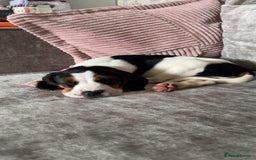 Mixed Breed dogs for sale: Betty - Beagle Spaniel mix - Image 9
