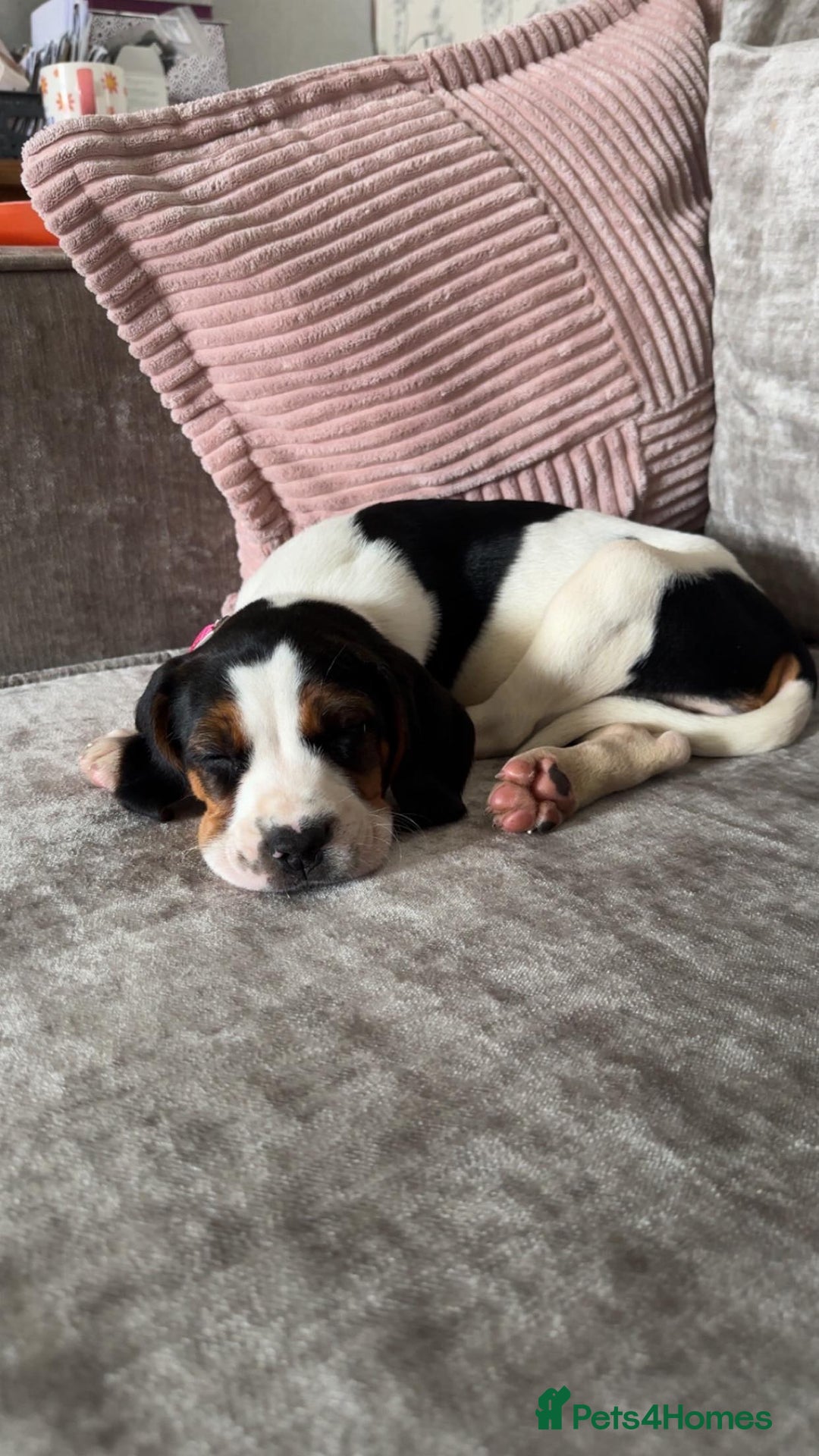 Mixed Breed dogs for sale: Betty - Beagle Spaniel mix - Image 9