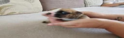 English Bulldog dogs for sale: British bulldog pups in Ammanford - Advert 28
