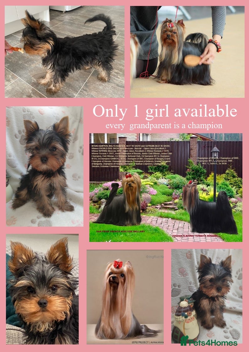 Yorkshire Terrier dogs All Grandparents Champions, KC reg - Advert 5