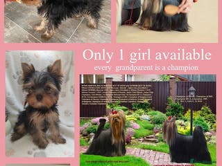 Yorkshire Terrier dogs KC reg,17 Champions Bloodline(pedigree) - Advert 13