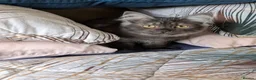 Maine Coon cats for sale: Beautiful Black Smoke Ragdoll Maine Coon Kittens  - Advert 11