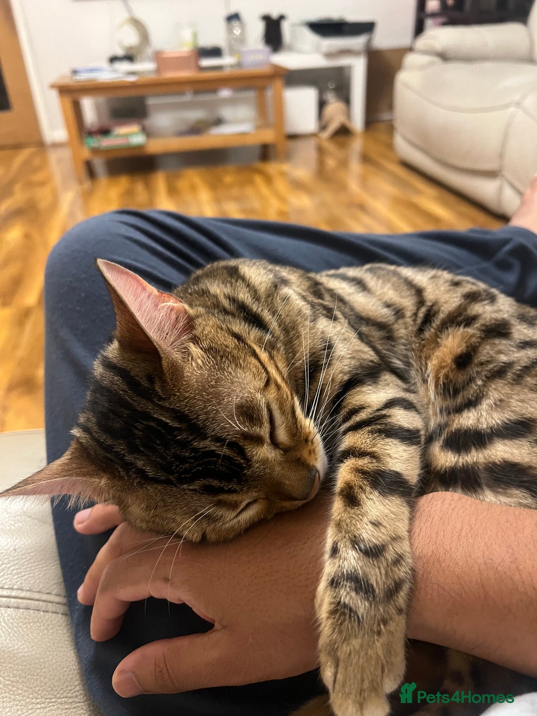 Bengal cats for sale: Pure Bengal Kittens (Newborn) - Image 4