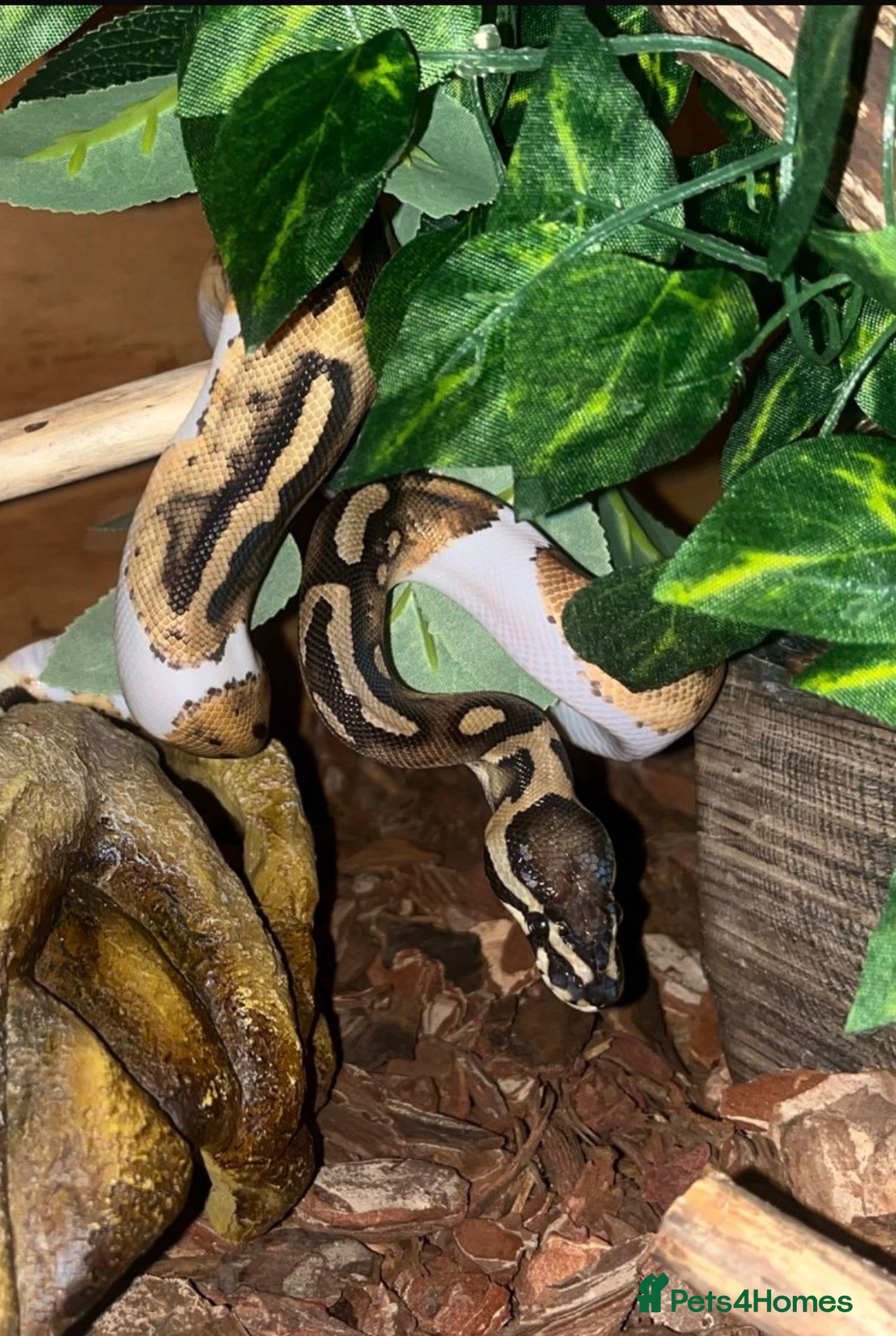 Boa Snake reptiles banana pied ball python  - Advert 2