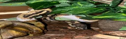 Boa Snake reptiles for sale: banana pied ball python  in Trowbridge - Advert 1