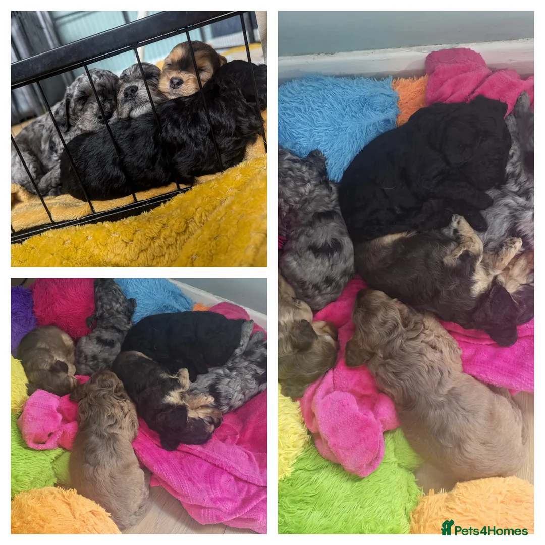 Toy Poodle dogs for stud: toy poodle short notice DNA clear PRA in Nottingham - Advert 25