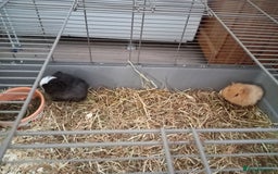 Guinea Pig rodents for sale: Baby male guinea pig pairs - Image 7