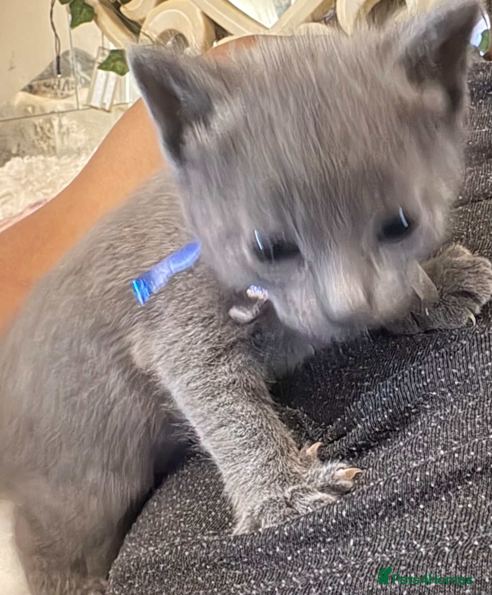 Russian Blue cats for sale: Blue Russian kittens - Advert 4
