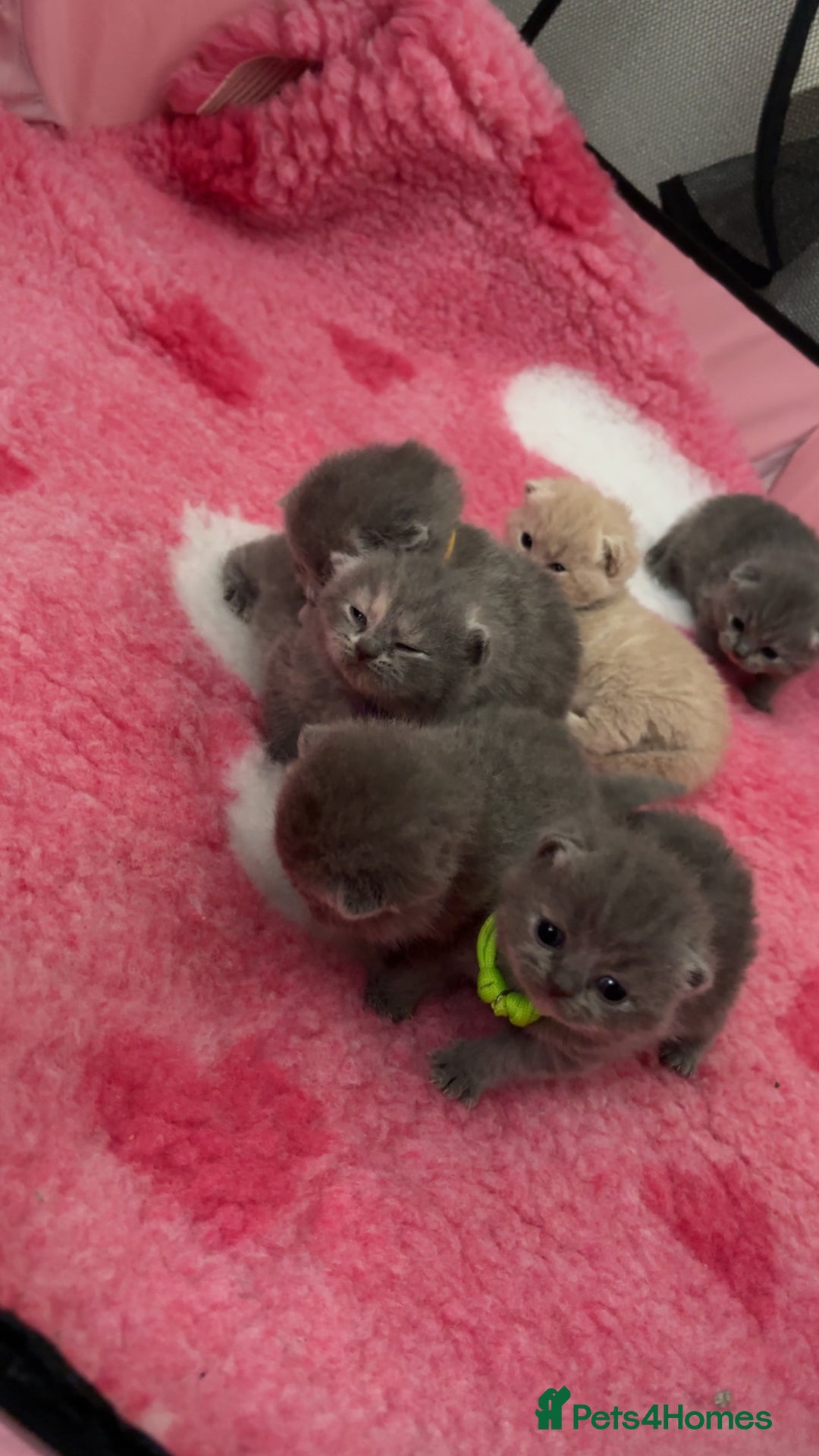 British Shorthair cats for sale: Britishshorthair kittens  - Image 9