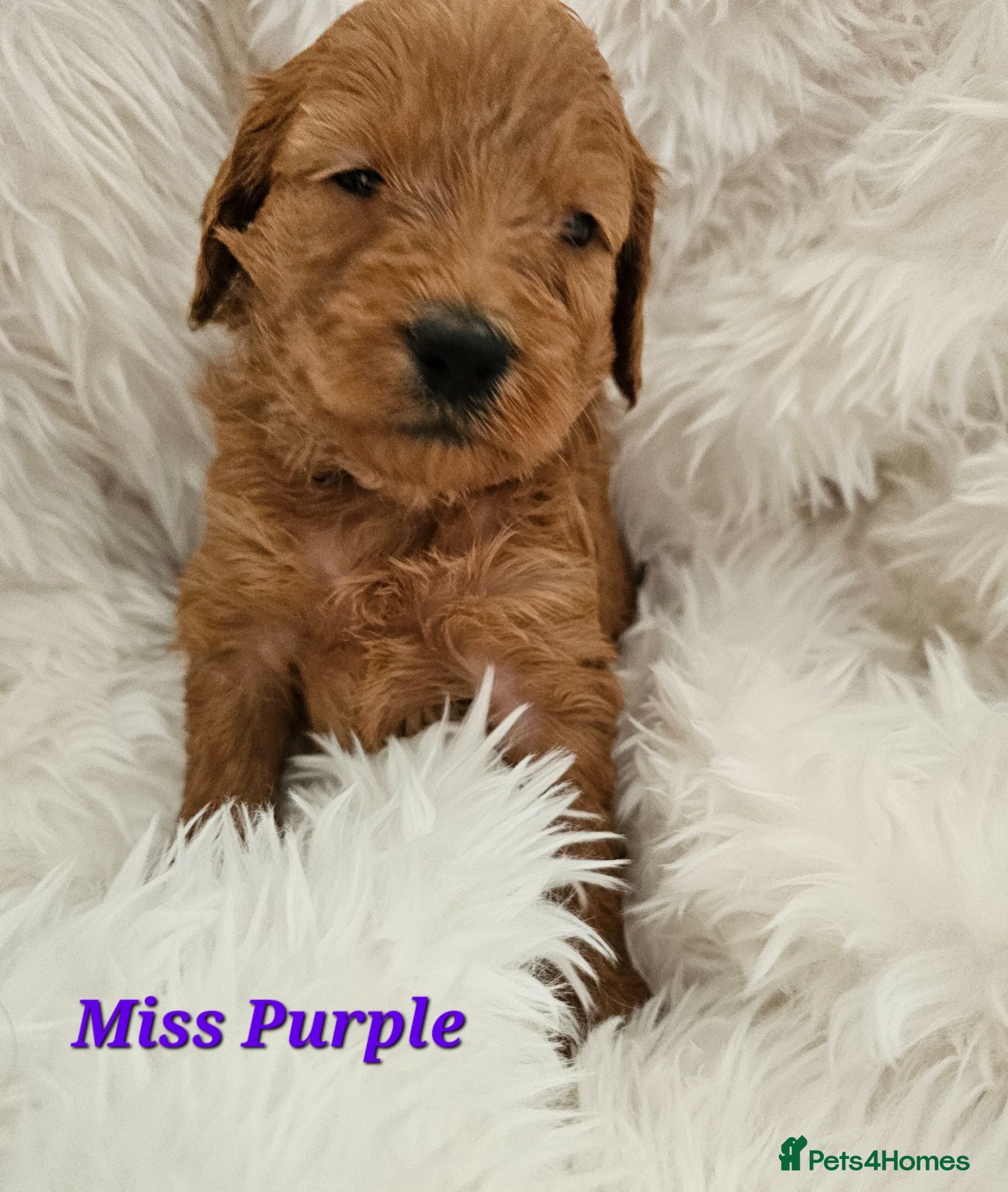 Mini Goldendoodle dogs Goldendoodle F1b  - Advert 1